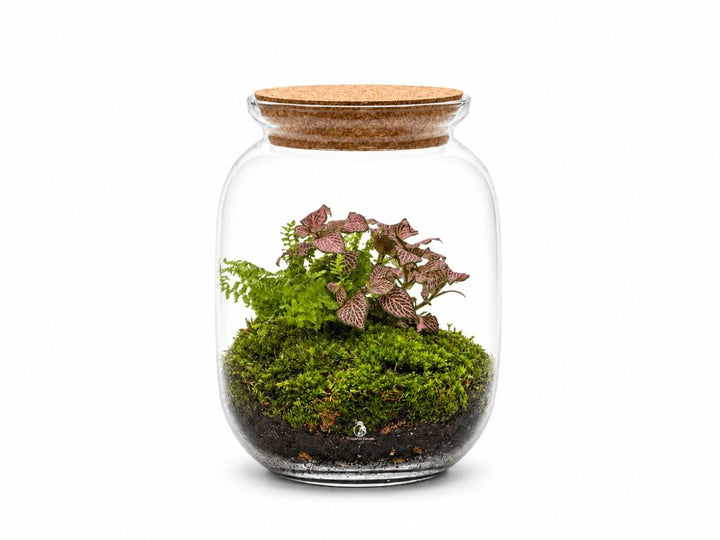 A clear glass jar terrarium with a cork lid, containing green moss, dark soil, and small pinkish-purple trailing plants, photographed on a white background.