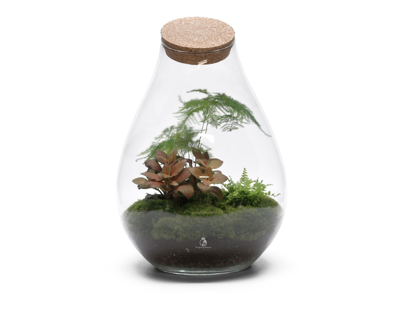 A teardrop-shaped glass terrarium features a lush arrangement of green plants, including Fittonia and ferns, set in a bed of vibrant moss. The terrarium is topped with a natural cork lid, creating a cozy, self-contained ecosystem.