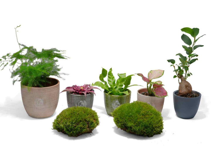 Easy-care terrarium plants, perfect for beginners starting their first terrarium project.