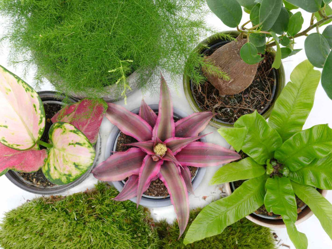 Selection of tropical plants for creating a natural, wild-looking terrarium.