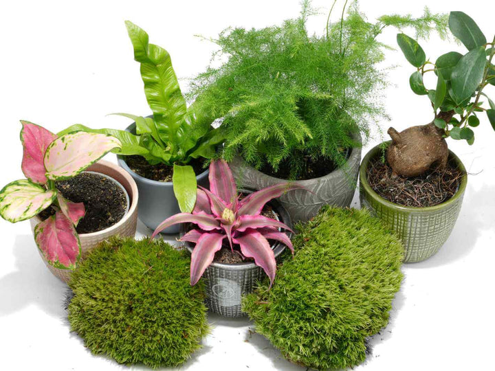 Close-up of lush green leaves from terrarium plants, showing healthy, vibrant growth.