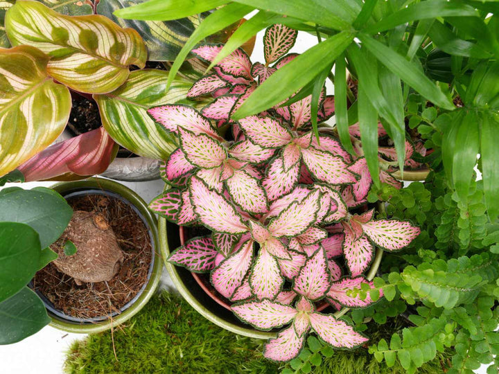 Plants designed to create a miniature, living landscape inside your terrarium.