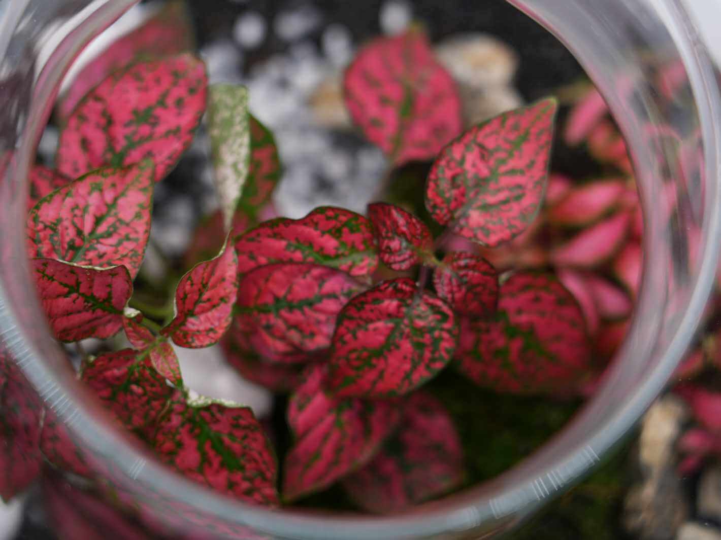 Red Plants for Terrarium