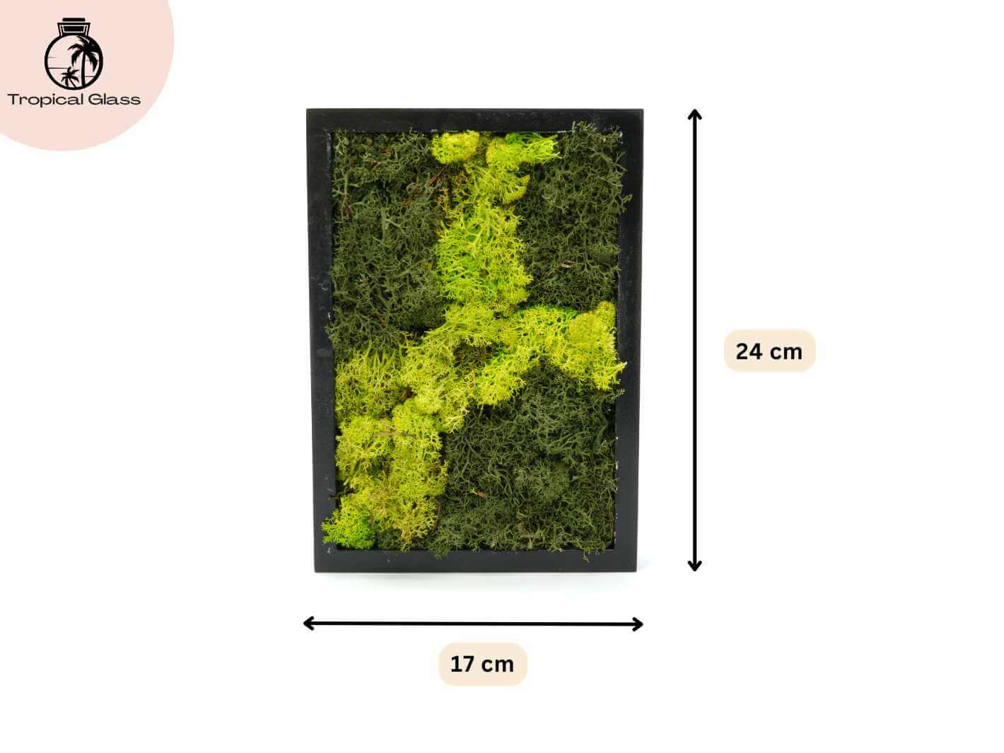 Size guide for preserved moss wall art frame, measuring 17 x 24 cm, ideal for small walls and home decor
