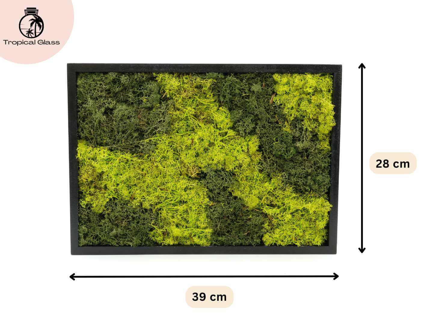Size guide for preserved moss frame wall art, measuring 39 x 28 cm, suitable for vertical or horizontal display