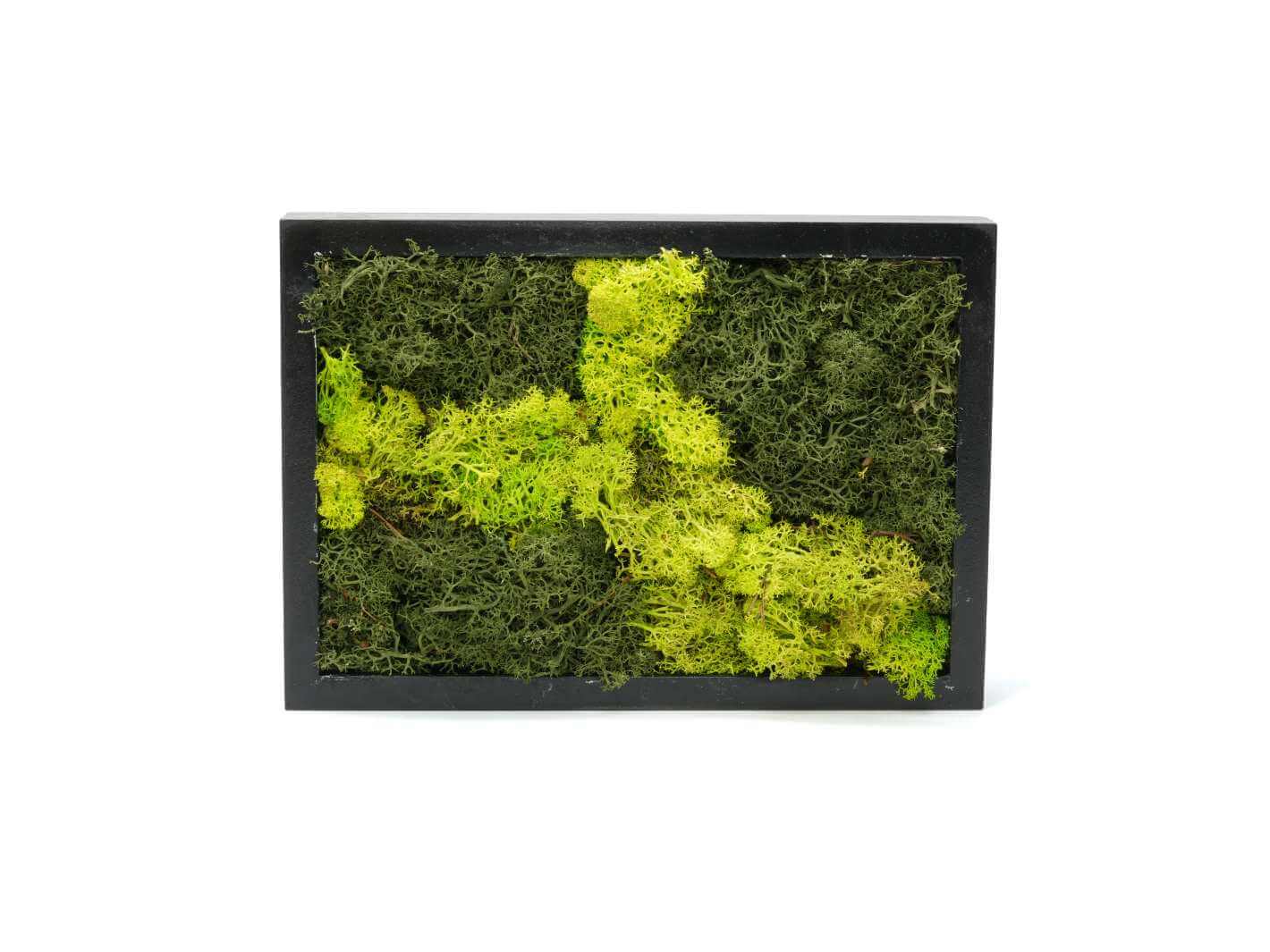 Preserved moss wall art frame, 17 x 24 cm, handmade with green moss in a black frame by Tropical Glass