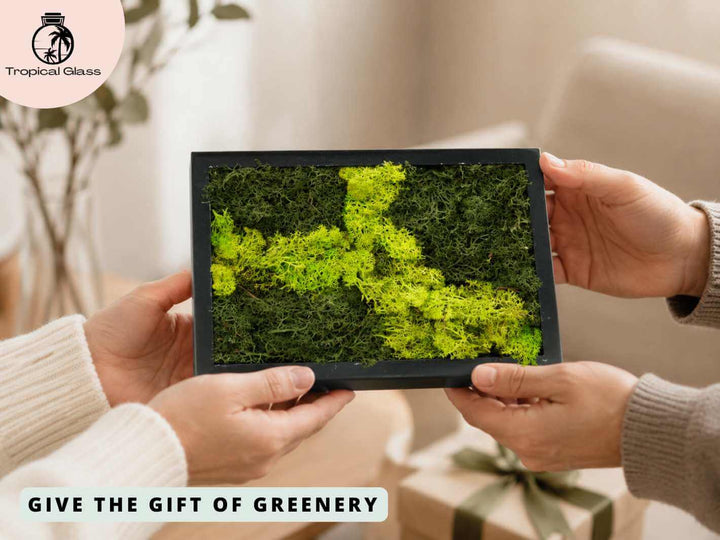 Preserved moss wall art being given as a thoughtful gift, ideal for nature lovers and home decor lovers