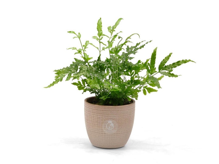 Close‑up of green fern, Silver Lace Fern, an ideal terrarium plant.