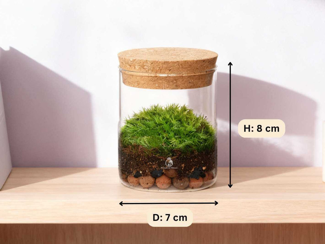 Handmade small moss terrarium 8 cm high, displayed indoors on a wooden surface, perfect for home or office decor.
