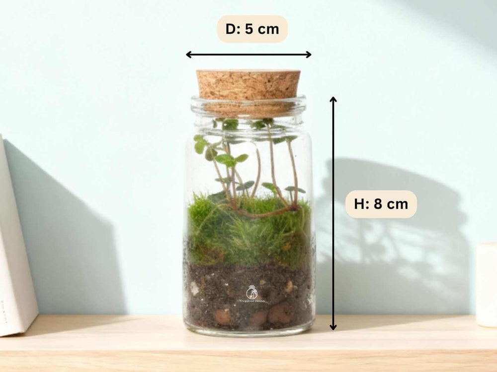 Miniature terrarium with live Pilea Glauca ‘Greyzy’ and natural moss, creating a vibrant and balanced indoor plant display.