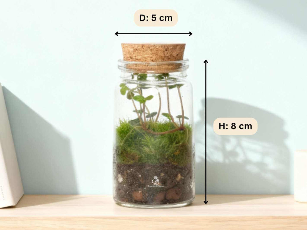 Miniature terrarium with live Pilea Glauca ‘Greyzy’ and natural moss, creating a vibrant and balanced indoor plant display.