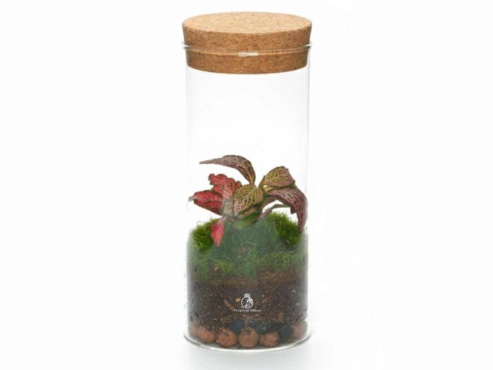 Small ready made terrarium with Fittonia and moss in glass jar with cork lid