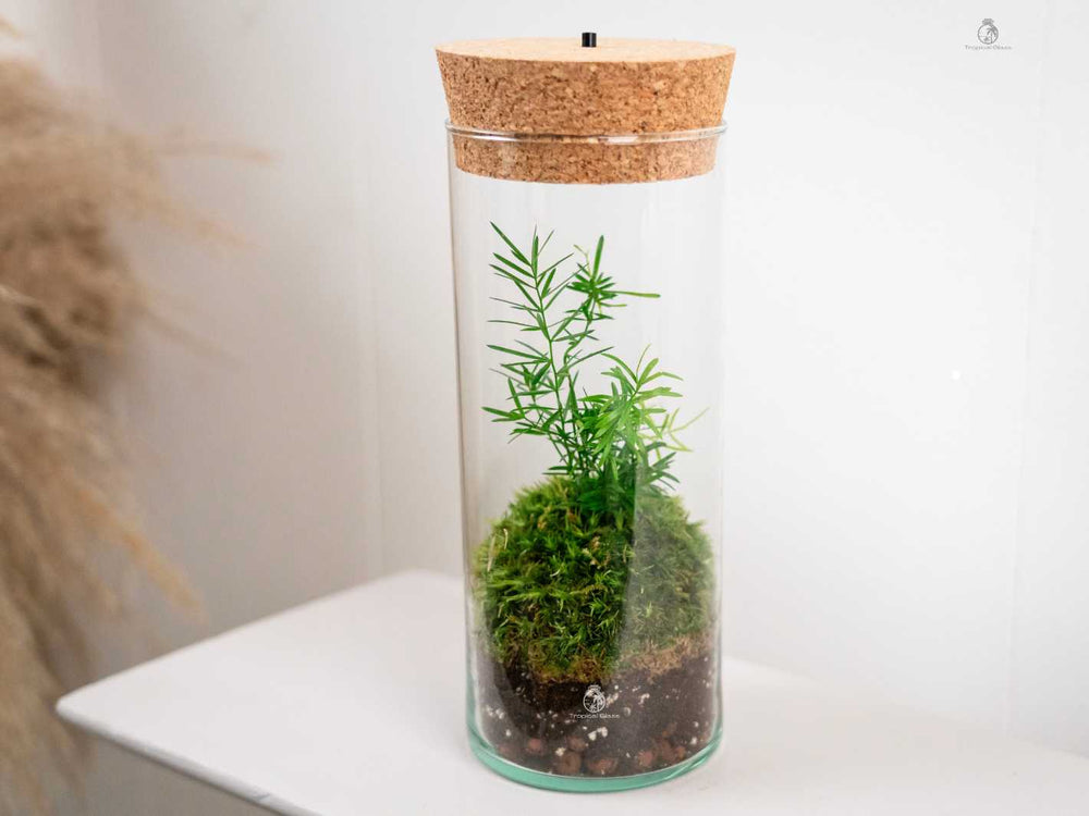 Self-sustaining mini ecosystem with live Asparagus plant in a compact glass container