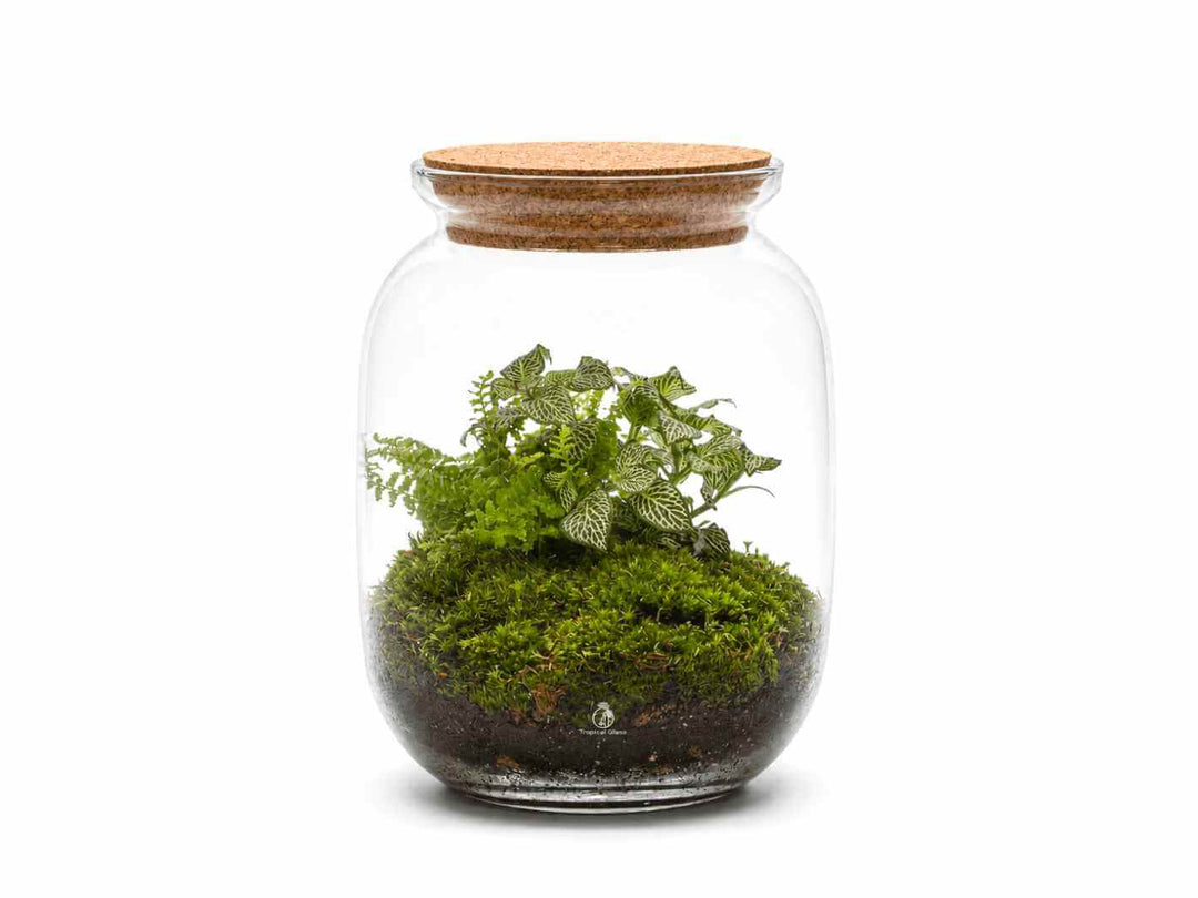 A glass terrarium with a cork lid showcases a vibrant green landscape of lush moss and two plants: a striking Fittonia with patterned leaves and a delicate fern, creating a sophisticated mini-garden display.