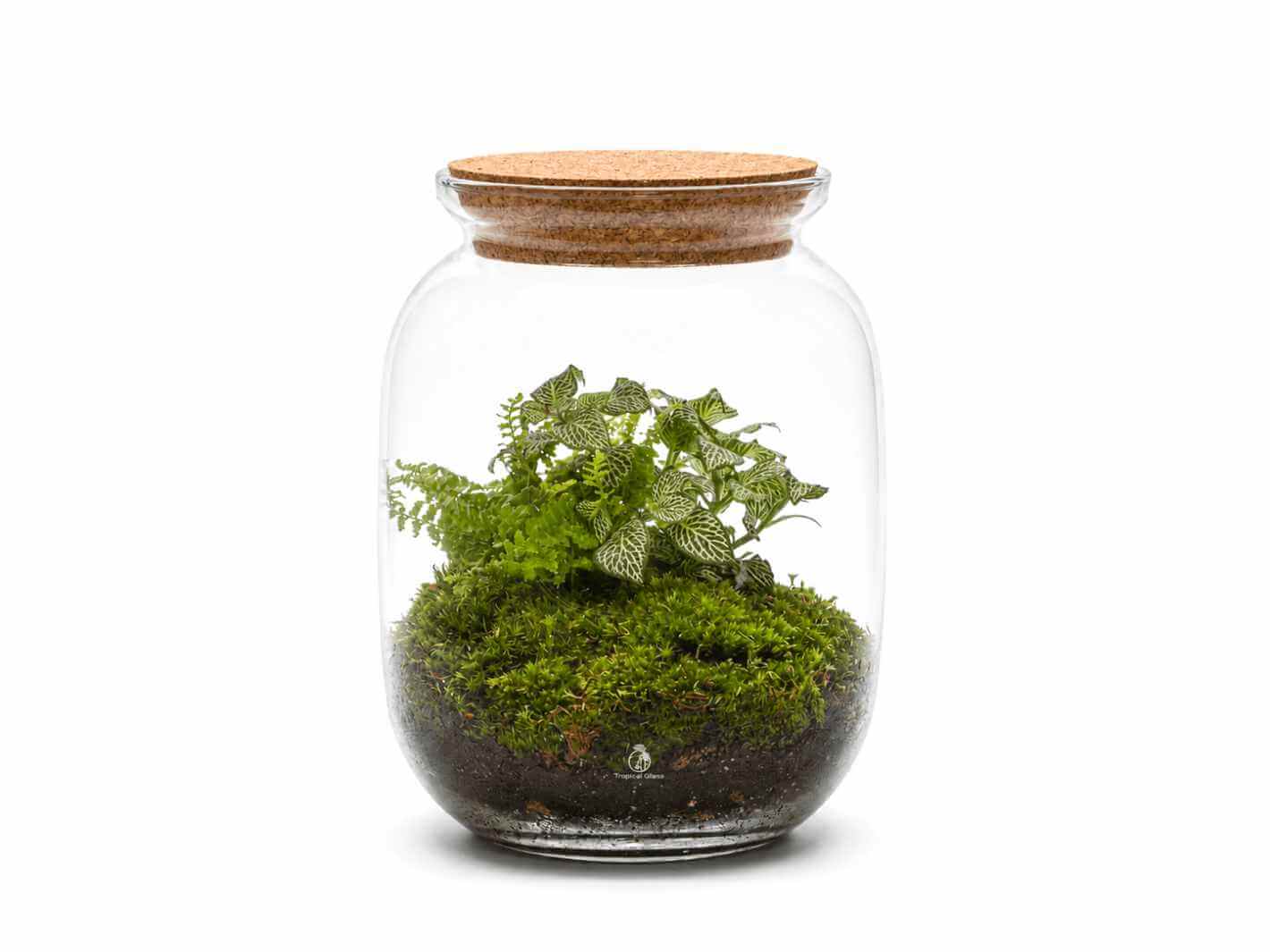 A glass terrarium with a cork lid showcases a vibrant green landscape of lush moss and two plants: a striking Fittonia with patterned leaves and a delicate fern, creating a sophisticated mini-garden display.