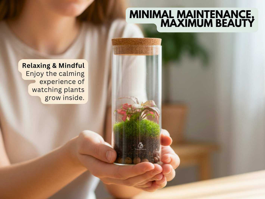 Indoor plant terrarium for home décor with moss and two Fittonia varieties