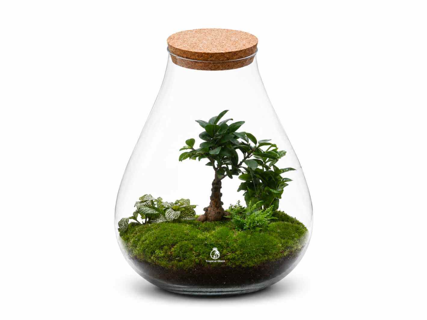 A beautifully arranged XL ready-made terrarium in a teardrop glass container, featuring a Bonsai tree and various lush green plants, all set atop vibrant green moss.