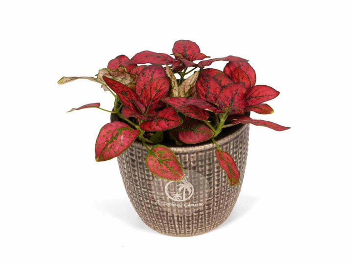 A vibrant Hypoestes plant, also known as a Polka Dot Plant, features striking red leaves with green spots. It is displayed in a textured, neutral-colored pot, showcasing its unique foliage and adding a decorative touch.