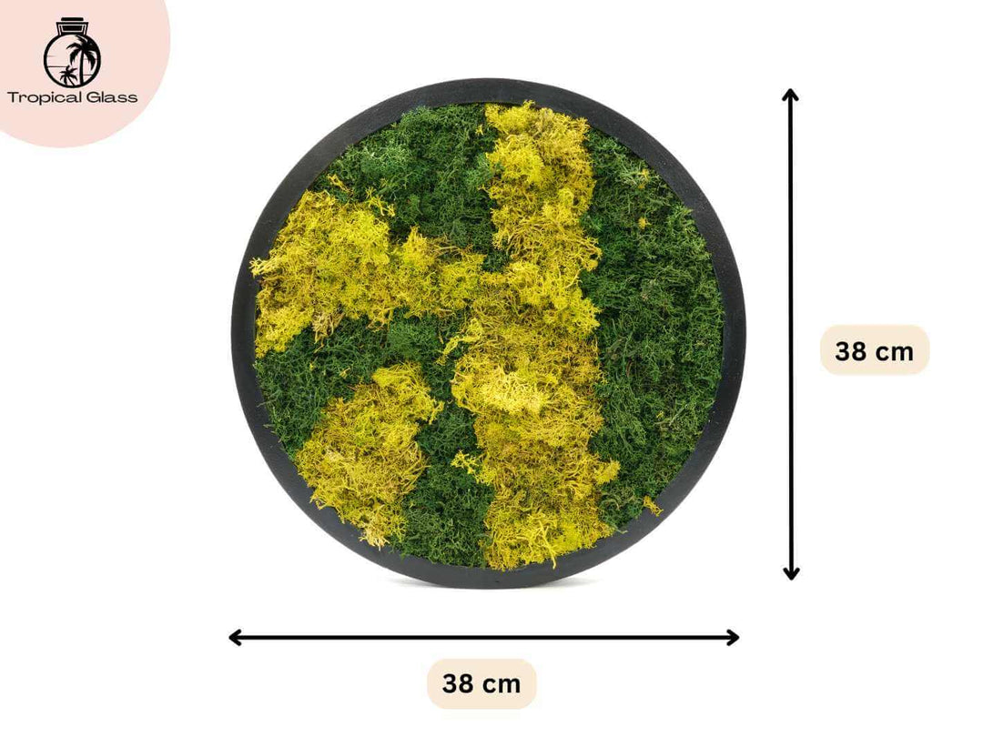 Size guide for round preserved moss wall art frame, showing 38 cm diameter