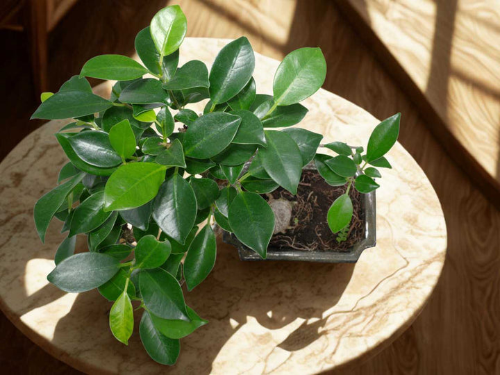 Ficus Retusa Bonsai Tree | S-Shaped