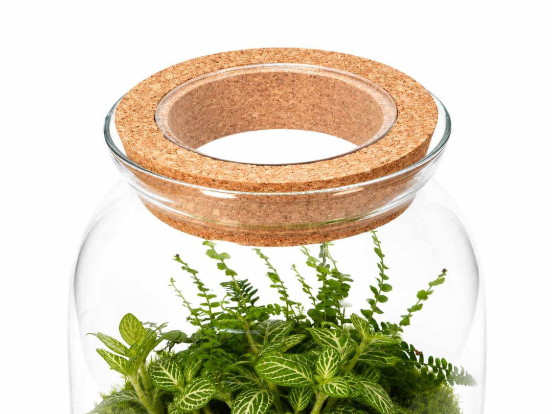 See-through cork lid on glass terrarium with live plants and moss inside