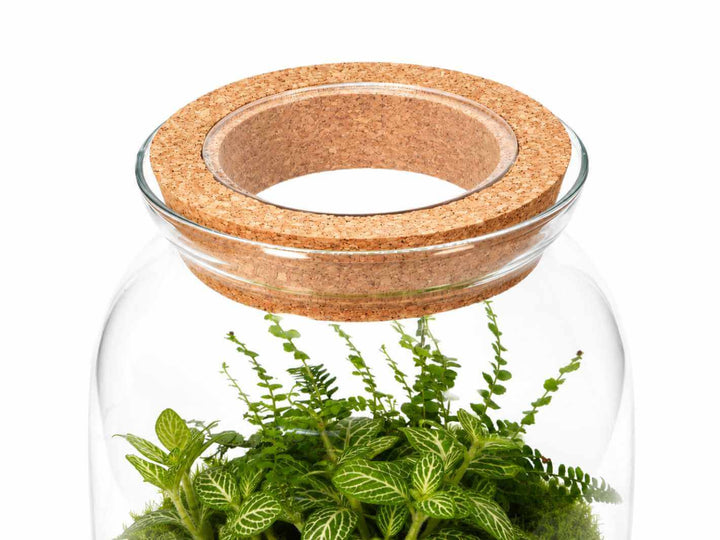 See-through cork lid on glass terrarium with live plants and moss inside