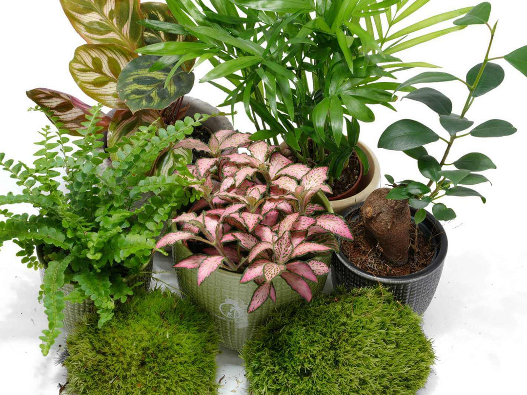 Set of 2-5 Terrarium Plants with Optional Moss | ‘‘Isaac’s Selection’