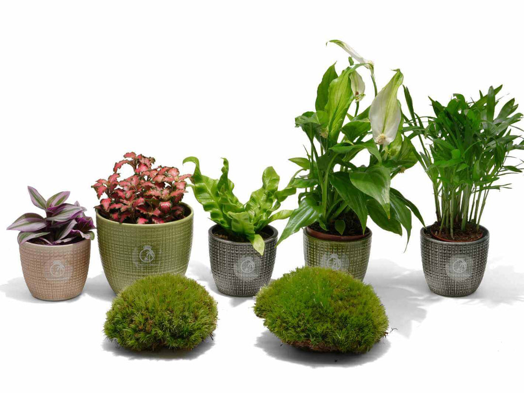 Collection of potted plants suitable for closed terrarium on a white background