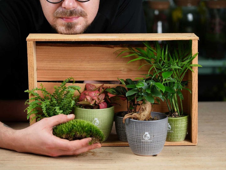Compact, easy-care plants ideal for creating a balanced closed terrarium.