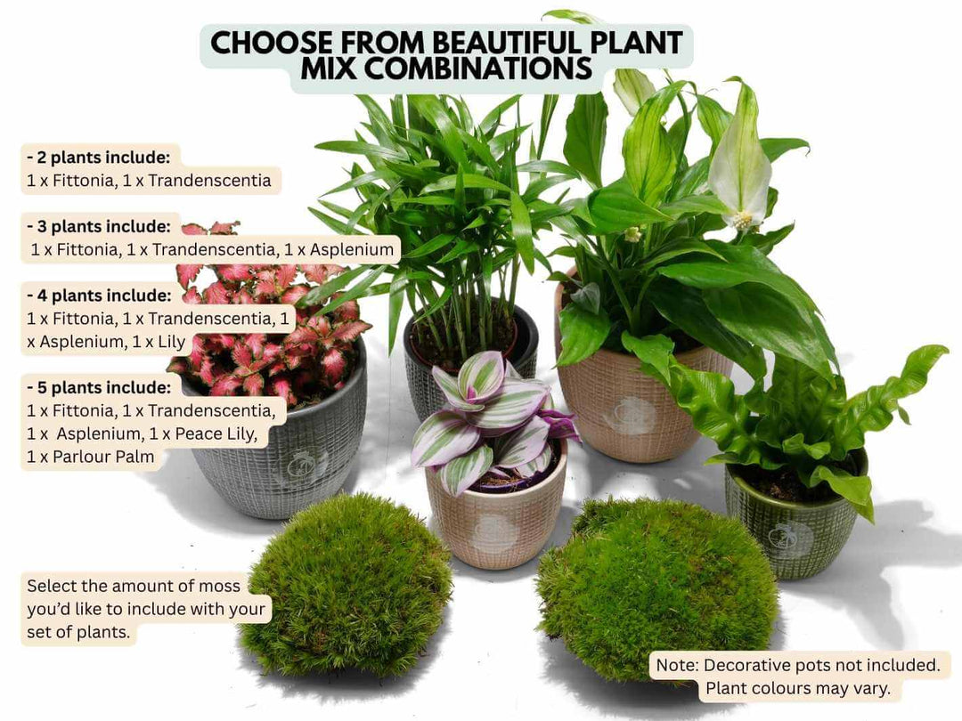 Plants in pots with text on plant combinations and moss options on a white background