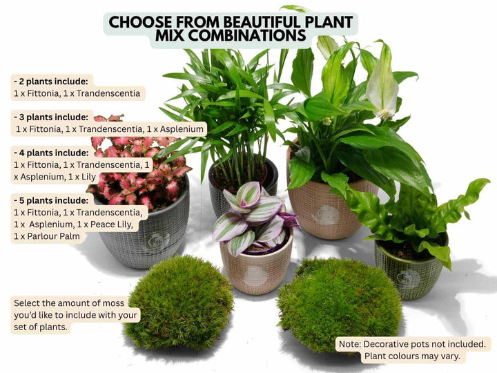 Plants in pots with text on plant combinations and moss options on a white background