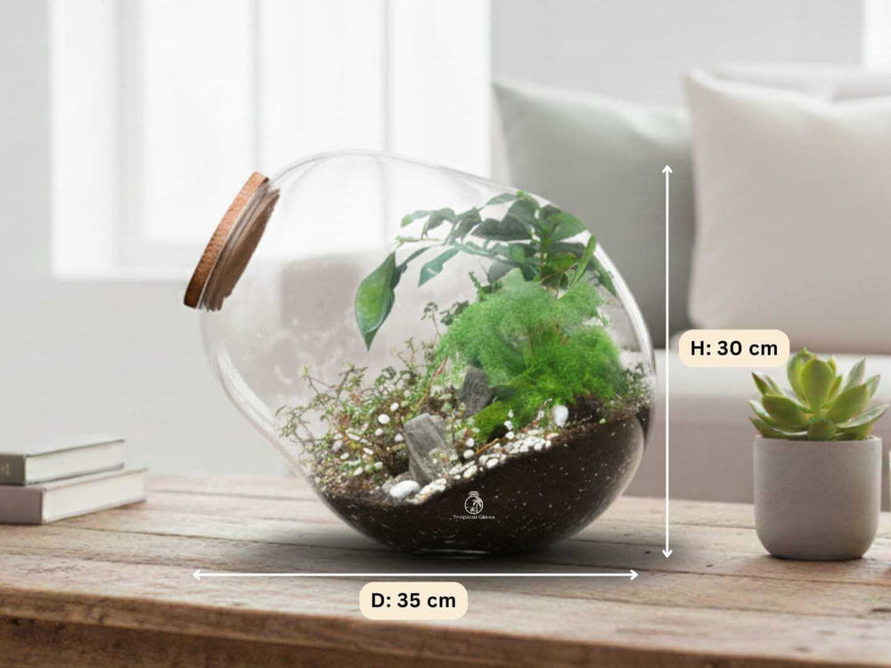 Closed terrarium kit with 4 live plants, soil, moss and cork lid
