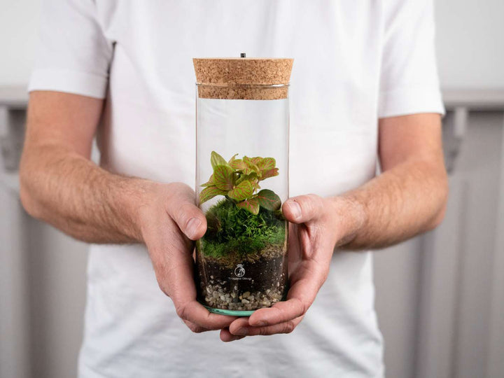 DIY bottle terrarium kit with Fittonia and moss