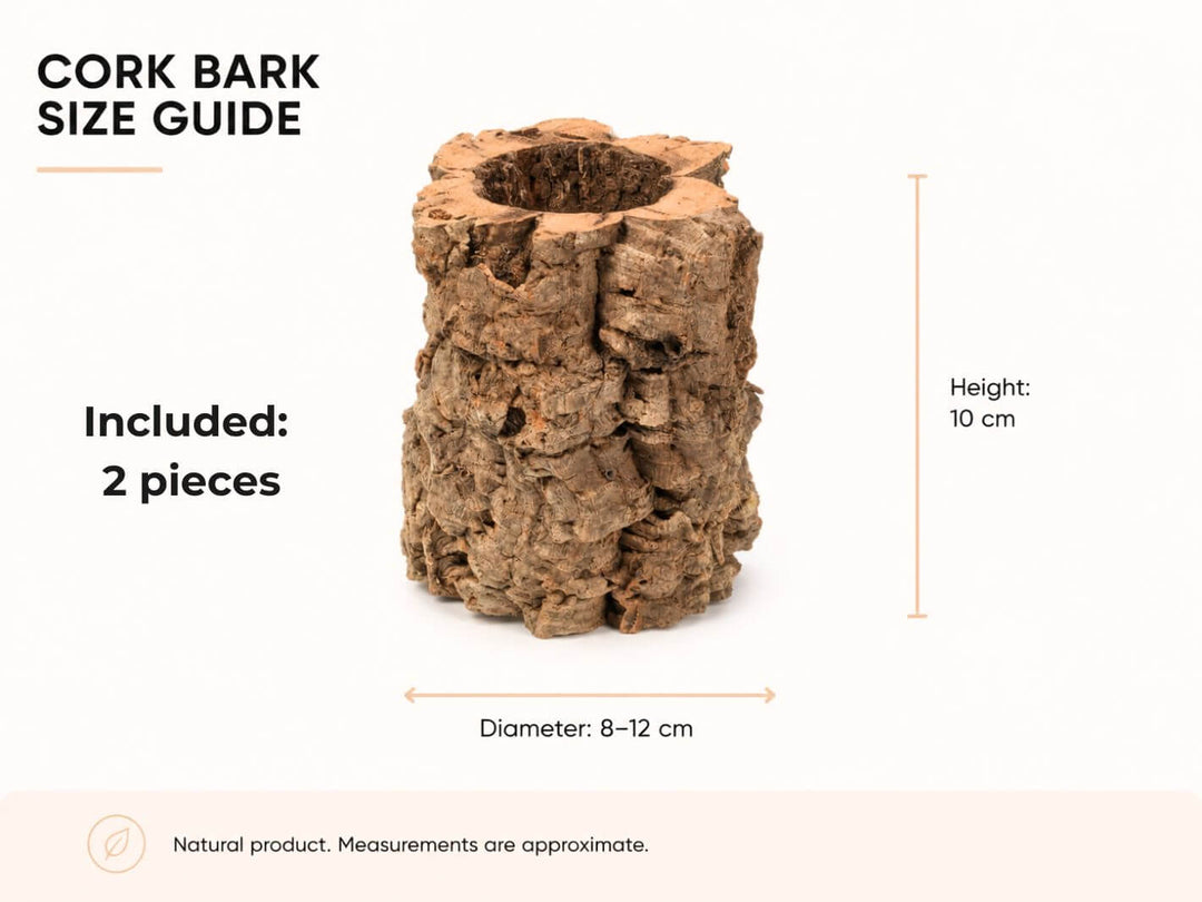 A cork bark cylindrical container shown on a white background with size guide text and measurements indicating a height of 10 cm and diameter of 8-12 cm. The image includes text stating &