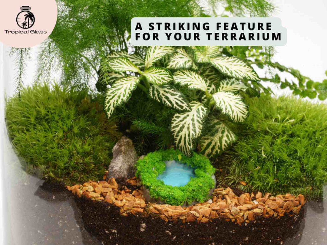 Miniature pond decoration placed inside a terrarium with moss, plants and stones