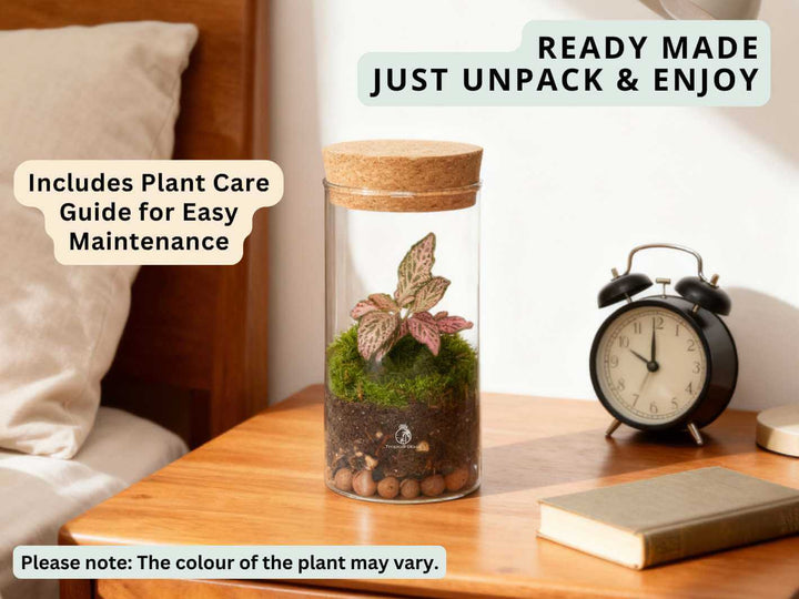 Small terrarium with Fittonia and moss displayed on a wooden desk, compact indoor plant décor.
