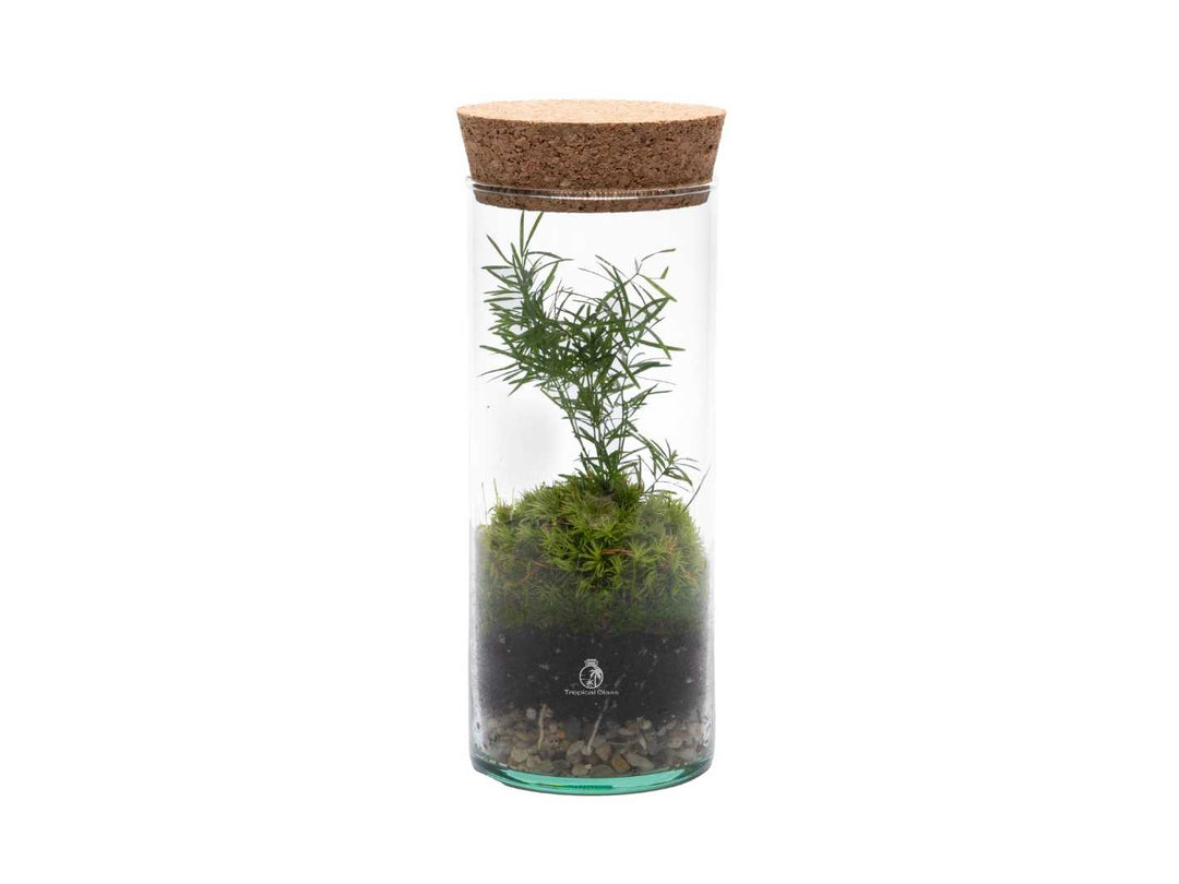 Small handcrafted terrarium featuring a rare Asparagus plant and lush moss