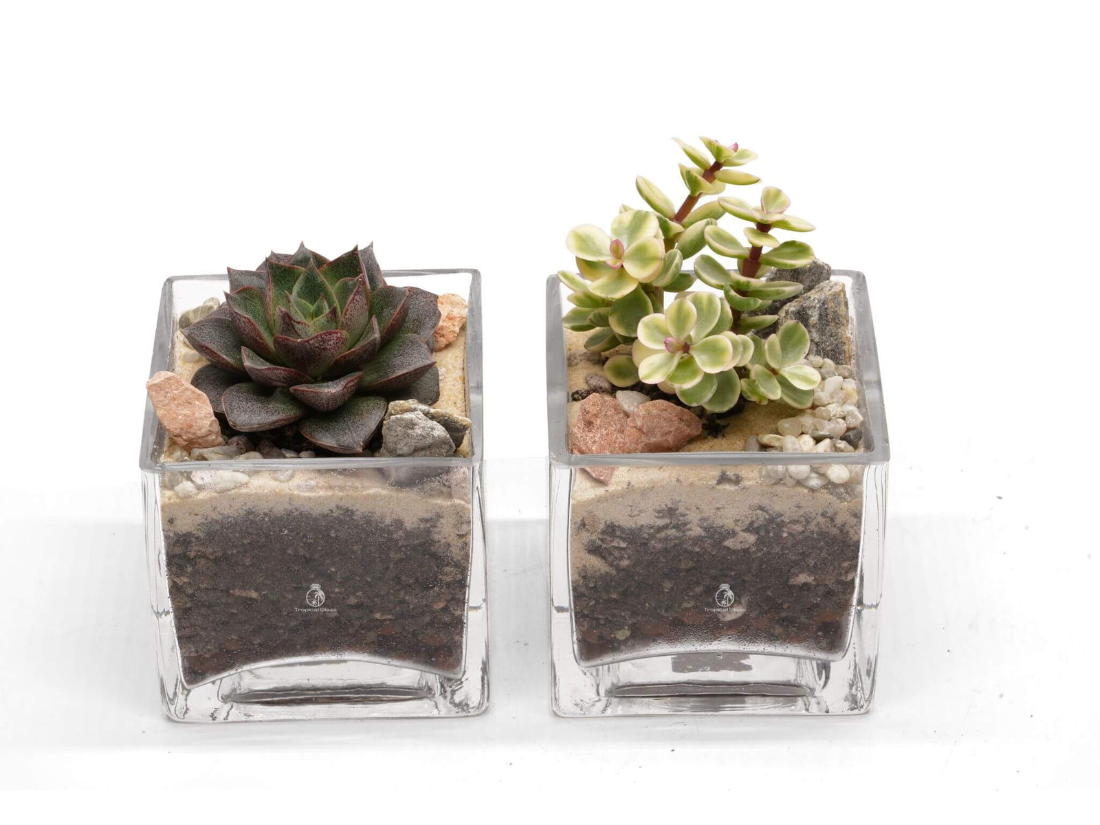 Two glass cube planters filled with succulent arrangements sit side by side. The left planter features a dark green rosette succulent with small rocks, while the right contains lighter green succulents and decorative stones.