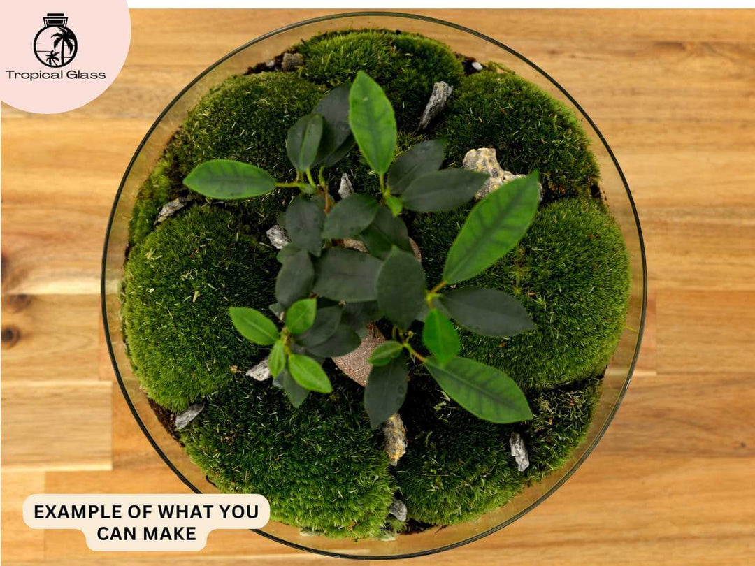 Terrarium setup with bun moss creating a soft natural base layer