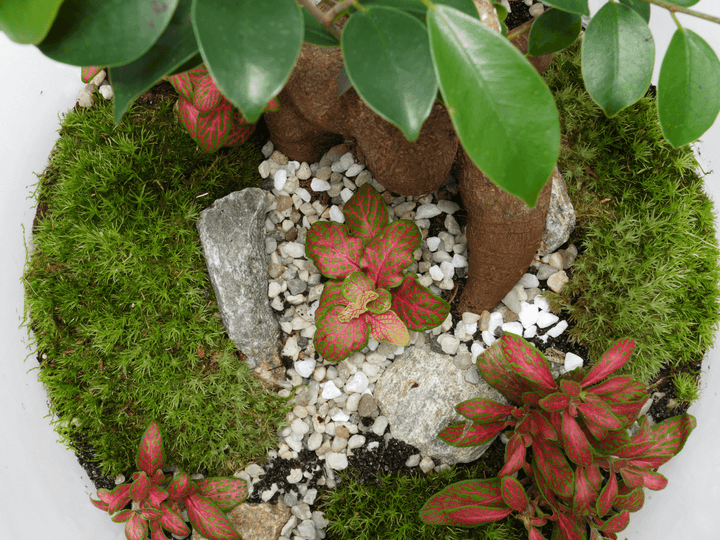 Miniature garden with moss, stones, and small plants on a white background