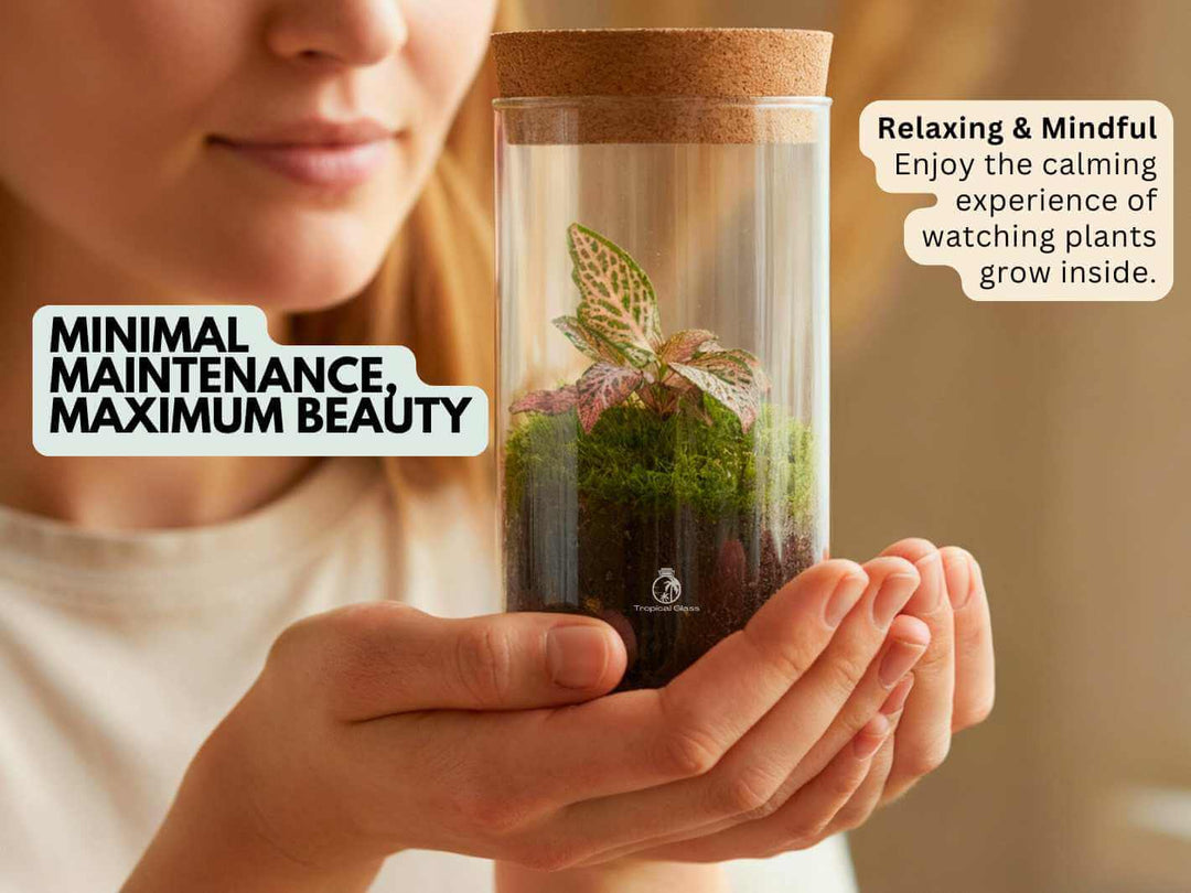 Terrarium gift idea in clear glass jar with cork lid and live green plants, ready to display.