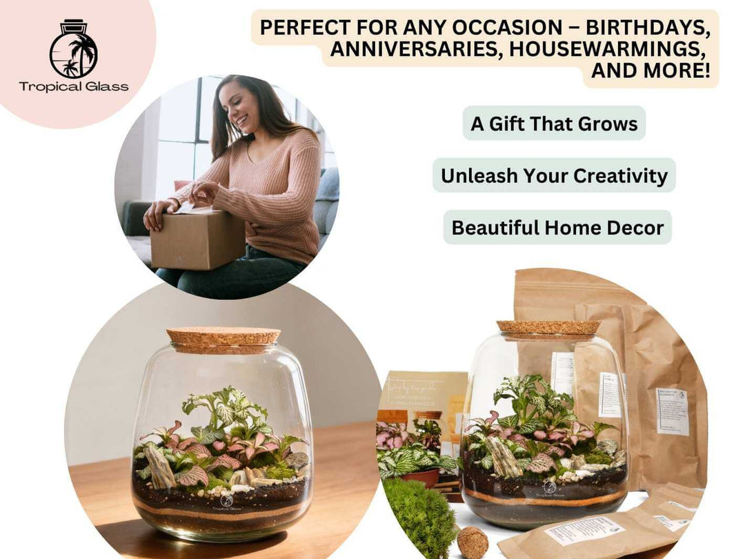 Bulb terrarium kit presented as a creative gift idea for plant lovers