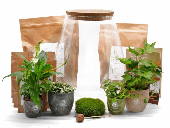 Glass container with cork lid, starter kit and live plants