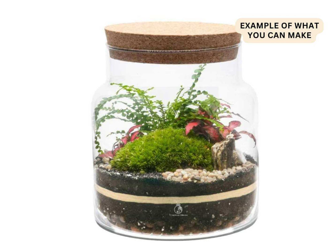Compact glass terrarium vessel with cork lid, ideal plant lover gift
Elegant handmade glass jar for creating unique indoor terrariums