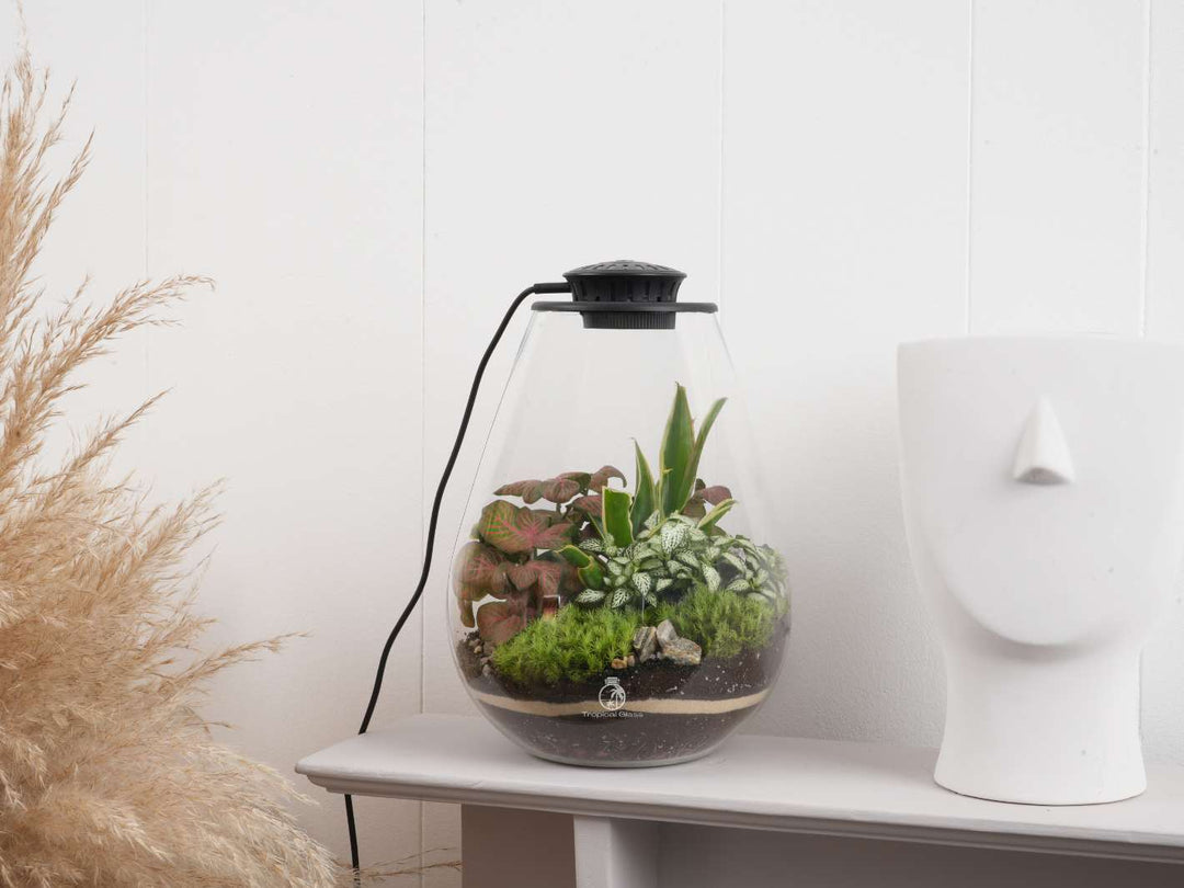 terrarium for plants uk Light Up Terrarium with Grow Light