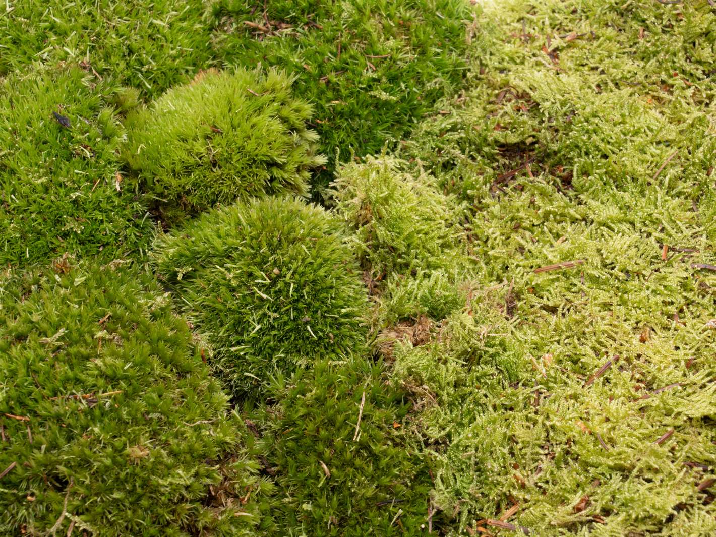 terrarium moss set for terrariums