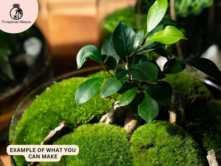 Terrarium design using live moss to create a natural green landscape