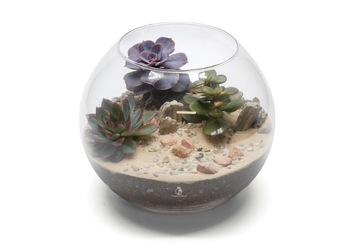 DIY Fishbowl Terrarium Kit | 'Texas'