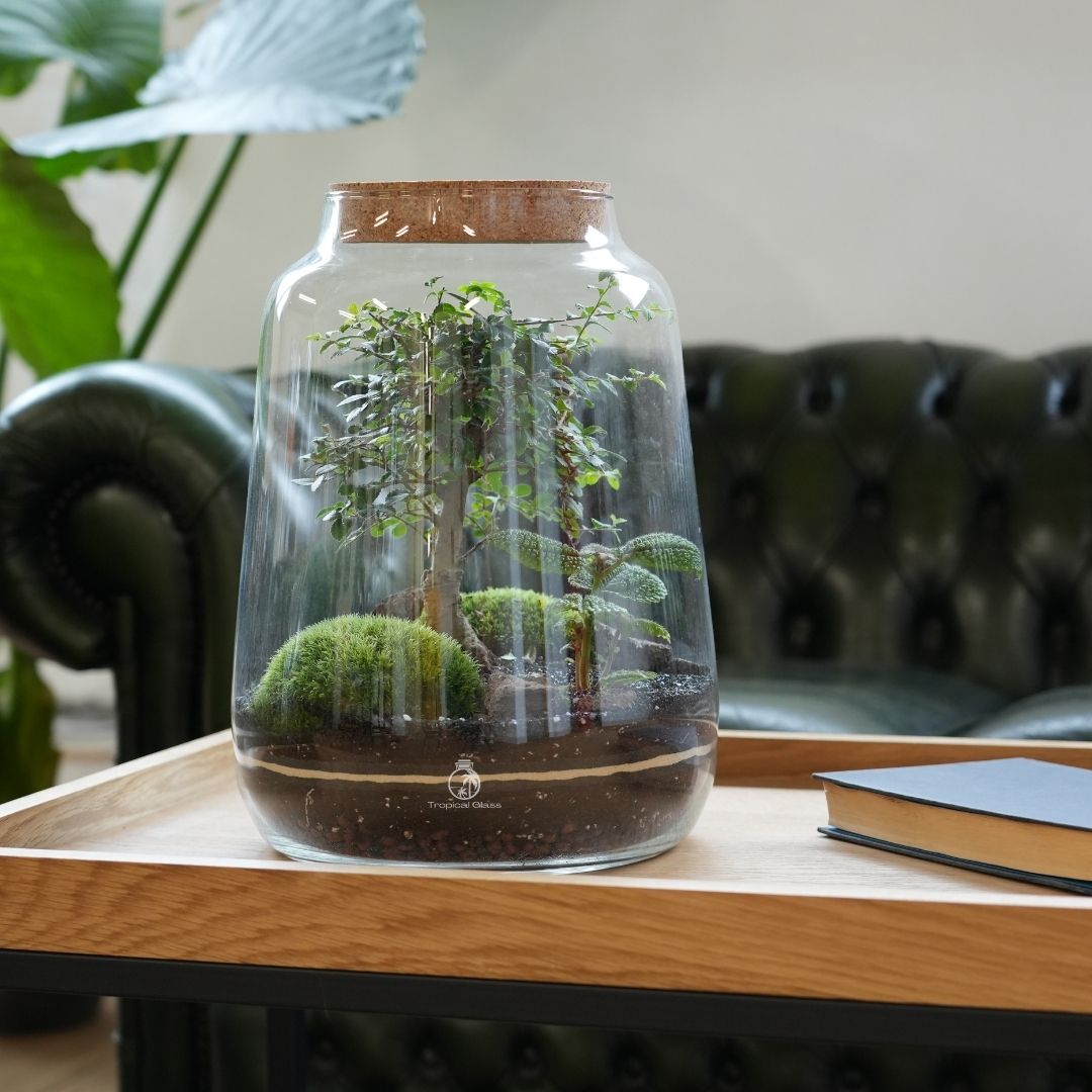 bonsai tree in glass jar Bonsai Terrarium Kit H: 35 cm | 'Beijing'