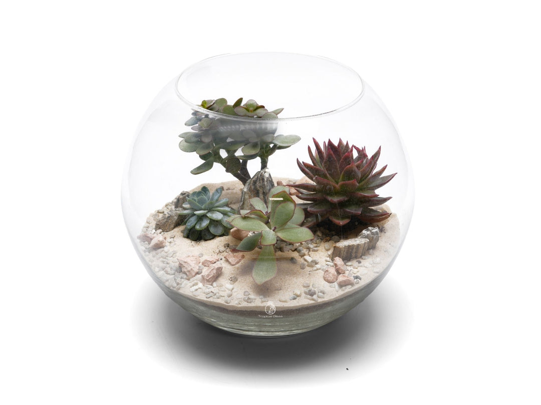 Large DIY Fishbowl Terrarium Kit | 'San Diego'